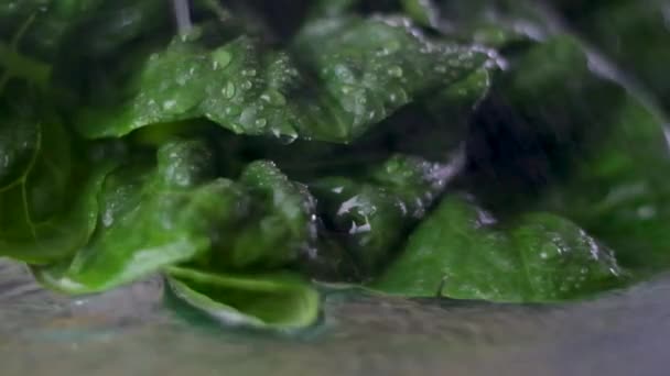 ロメインレタスの閉鎖 サラダのマクロ撮影は水滴で葉します 黒の背景に隔離されてる 高品質のフルHd映像 — ストック動画