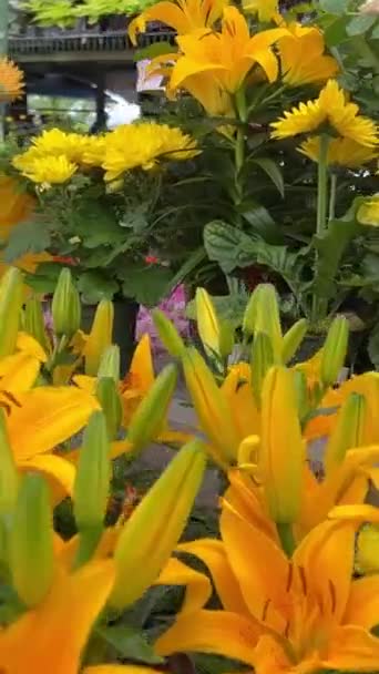 Çiçekçi Fabrika Fidanlar Farklı Çiçekler Almak Için Büyük Bir Mağaza — Stok video