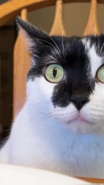 yakın plan beyaz-siyah yetişkin kedi ciddi gözler kulakları hareket ettiren bir tabak yanında oturan ahşap sandalye sahibi 