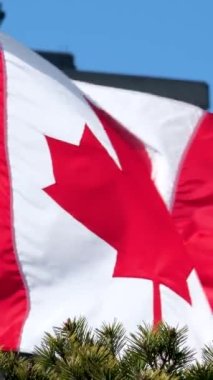 Kanada bayrağını dalgalandırın. Kanada 'nın bayrak sembolleri. Kanada ulusal bayrağı güzel gökyüzünde dalgalanıyor.