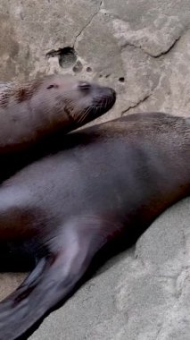 Kuzey kürklü fok familyası Callorhinus ursinus, Otariidae 'yi vahşi doğada kayalıklarda sesle kulakladı. Denizci pinniped yırtıcı hayvan kavramı. Yüksek kalite 4k görüntü