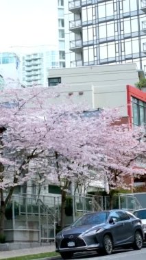 Vancouver Caddesi gökdelenleri Sakura bahar arabaları farklı binalar Büyük şehir Vancouver Kanada 2023 'te gerçek hayat.