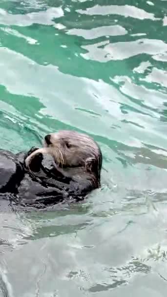 海のカワウソ Enhyra Lutis 動物は水水族館動物園の水族館でおいしいものを食べるかわいいぬれた動物バンクーバー水族館 カナダ — ストック動画