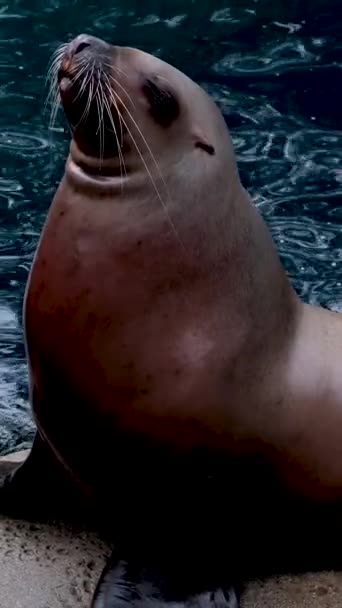 Північний Слонячий Тюлень Розмахуючи Чухаючи Кадри Високої Якості — стокове відео