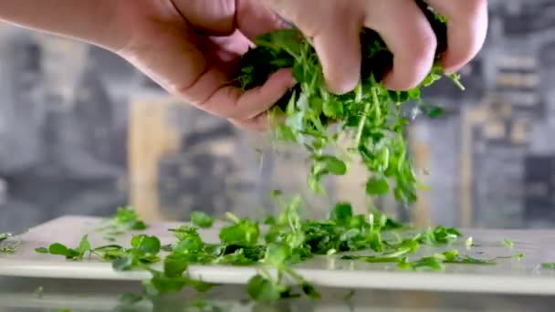 Ramo Microgreens Recién Cortados Sango Rábano Girasol Ensalada Berros Chopping — Vídeos de Stock