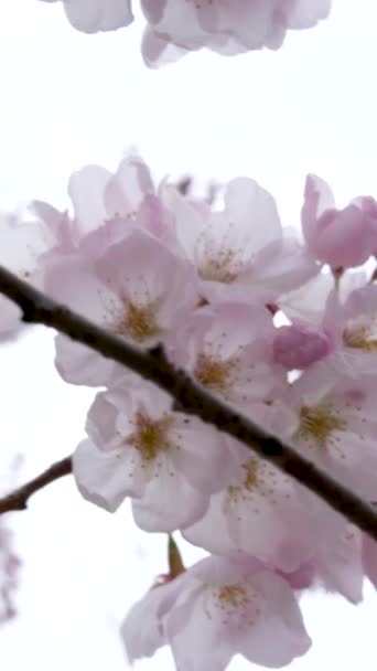 トロント オンタリオ州 カナダトロント大学のキャンパスで春に桜が咲くことがあります 高品質4K映像 — ストック動画