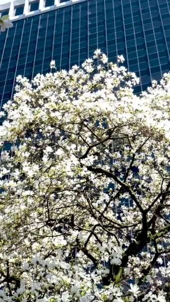 伯拉尔车站的树木在摩天大楼和天桥车站附近盛开 樱花盛开 樱花斑斓 玫瑰盛开 俯瞰着市中心的生活 — 图库视频影像