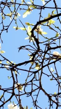 Burrard İstasyonu ağaçları, ilkbaharda gökdelenler ve gökdelen istasyonu yakınlarında çiçek açar. Manolya, kiraz çiçeği, sakura, beyaz ve gül çiçekleri Kanada şehir merkezini kaplar. Vancouver 2023.