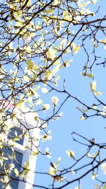伯拉尔车站的树木在摩天大楼和天桥车站附近盛开 樱花盛开 樱花斑斓 玫瑰盛开 俯瞰着市中心的生活 — 图库视频影像