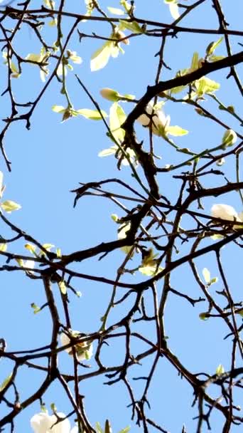 부르라 역나무들은 봄철에 근처에서 만발하며 사쿠라 꽃들은 캐나다 밴쿠버 시내를 — 비디오