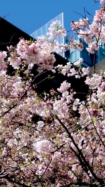 Вишнева Квітка Станція Баррард Канаді Ванкуверські Сходи Хмарочосів Ліхтар Весняна — стокове відео