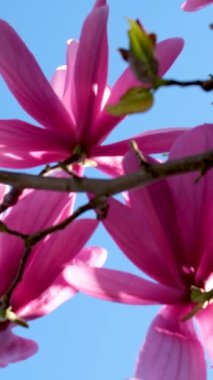 Magnolia dallarında açan pembe manolya çiçekleri Magnolia soulangeana Yüksek kalite 4k görüntü
