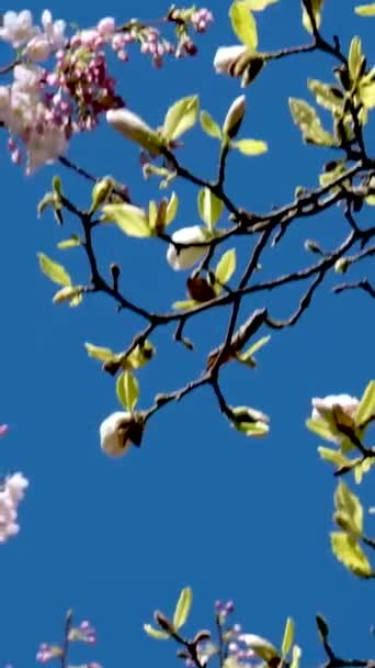 Burrard 나무는 빌딩과 스카이 트레인 Magnolia 사쿠라 흰색과 — 비디오