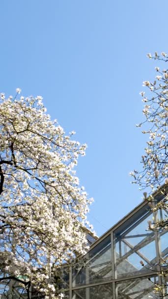 Kwitnące Drzewa Wiśni Magnolii Tle Drapaczy Chmur Błękitne Niebo Bez — Wideo stockowe