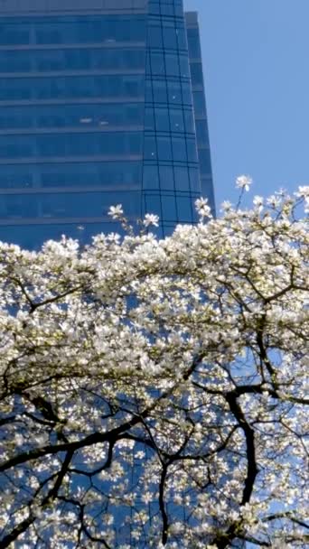 부르라 역나무들은 봄철에 근처에서 만발하며 사쿠라 꽃들은 캐나다 밴쿠버 시내를 — 비디오