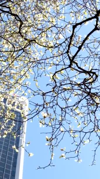Ανθισμένα Δέντρα Κερασιάς Και Μανόλιας Στο Φόντο Των Ουρανοξυστών Μπλε — Αρχείο Βίντεο