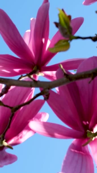 Ροζ Λουλούδια Μανόλια Ανθίζουν Κλαδιά Μανόλιας Magnolia Soulangeana Υψηλής Ποιότητας — Αρχείο Βίντεο