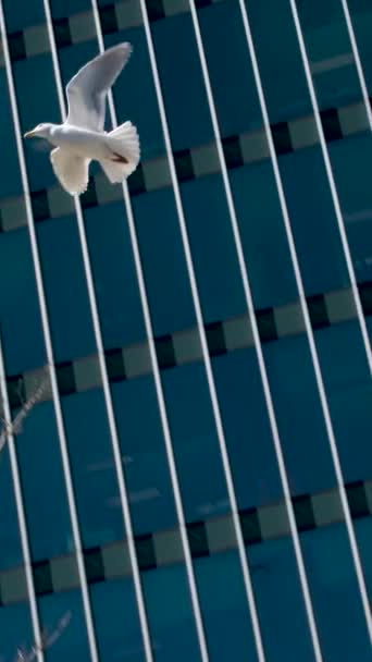 Canada Luogo Gabbiano Bianco Vola Sopra Alti Grattacieli Vetro Gabbiano — Video Stock
