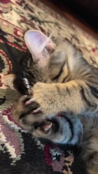 Eine Flauschige Katze Liegt Und Spielt Mit Einem Spielzeug Nimmt — Stockvideo