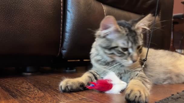 Fluffy Cat Lies Plays Toy Takes Pleasure Draws 3840X2160 High — Stock Video