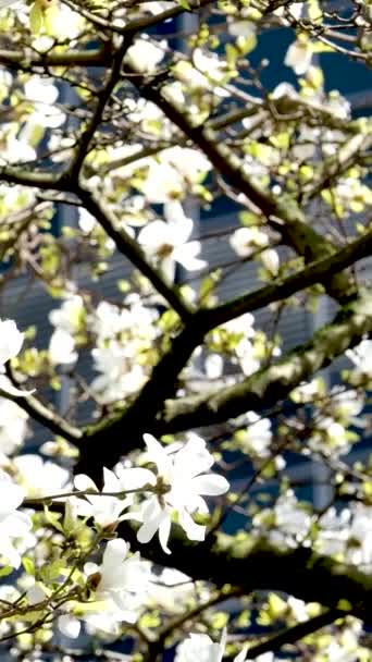 春のビデオで花のマグノリアの木 高品質のフルHd映像 — ストック動画