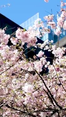 Gökdelenlerin arka planında çiçek açan kiraz ve manolya ağaçları bulutsuz mavi gökyüzü Kanada Burarrd İstasyonu 'ndaki Vancouver şehrinde çiçeklerle süslenmiş güzel dallar.