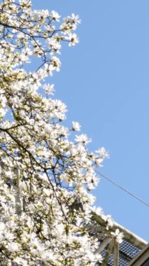 Gökdelenlerin arka planında çiçek açan kiraz ve manolya ağaçları bulutsuz mavi gökyüzü Kanada Burarrd İstasyonu 'ndaki Vancouver şehrinde çiçeklerle süslenmiş güzel dallar.