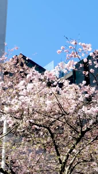 Cerejeira Flores Burrard Estação Canadá Vancouver Escadas Para Arranha Céus — Vídeo de Stock