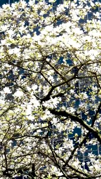 Ανθισμένα Δέντρα Κερασιάς Και Μανόλιας Στο Φόντο Των Ουρανοξυστών Μπλε — Αρχείο Βίντεο