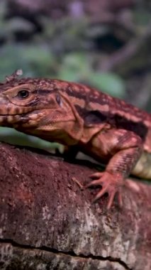 Varanus exanthematicus Savannah gözlemci kertenkeleleri nispeten kısa uzuvlar ve ayak parmakları ve sert kabuklu av Vancouver Akvaryumu, BC, Kanada