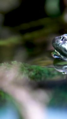 Botsvana 'daki Orta Kalahari' de Afrika Kurbağa Çiftleşmesi. - Yakın çekim. Vancouver Akvaryumu Kanada İngiliz Kolumbiyası Yüksek kalite 4K görüntü