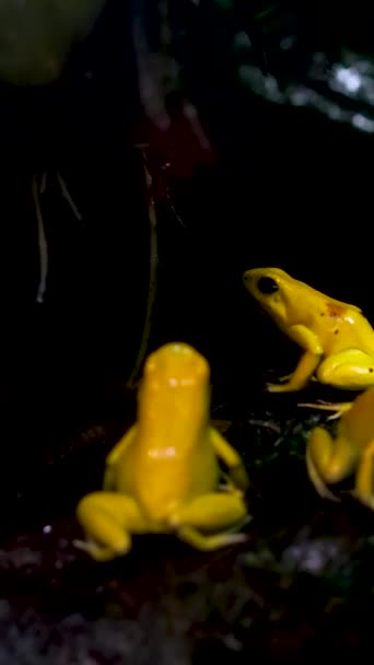 Golden Poison Frog Phyllobates Terribills Golden Poison Frog Natural Habitat — Stock Video