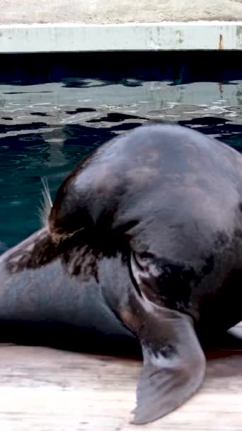육되어 바다표범 바다표범 캐나다 밴쿠버 수족관에 바다표범들에게 주둥이를 펼치고 바다사자가 — 비디오