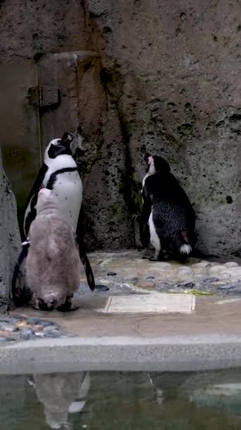 Colpo Pinguini Africani Che Entrano Acqua Vancouver Aquarium Canada — Video Stock