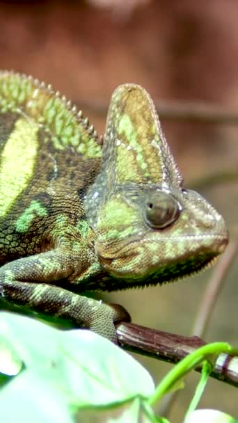 Zasłonięty Kameleon Chamaeleo Calyptratus Siedzi Gałęzi Patrzy Różnych Kierunkach Bliska — Wideo stockowe