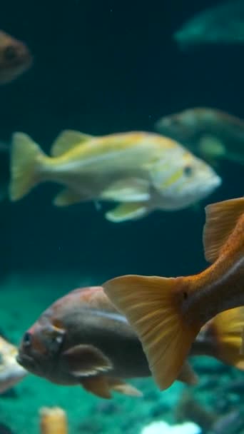Vancouver Aquarium Kanada Tropické Ryby Poblíž Korálového Útesu Modrou Mořskou — Stock video