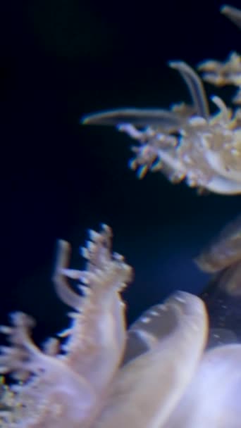 Вверх Ногами Медузы Плавают Аквариумной Воде Щупальцами Ванкувер Аквариум Британская — стоковое видео