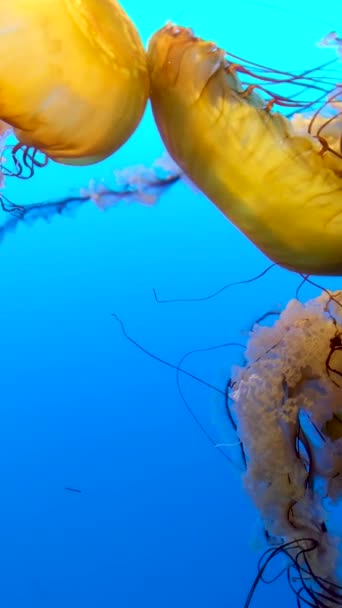 Colourful Jellyfish Swims Blue Ocean Sea Dangerous Poisonous Jellyfish Japanese — Stock Video