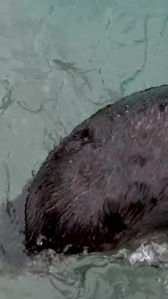 Sea Otter Enhydra Lutris Vancouver Aquarium Canadá Una Nutria Marina — Vídeos de Stock