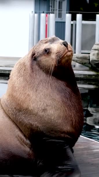动物园的大海豹坐落于湖心抬起头来环顾四周海狮很胖很胖很胖很胖很胖很胖很胖很胖很胖很胖很胖很胖很胖很胖很胖 — 图库视频影像