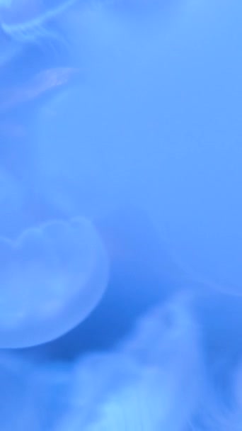 欧莱雅水母属 Aurelia 是一种扇贝水母属 通常被称为月球水母 奥雷利亚属至少有13个物种 其中许多还没有被正式描述 — 图库视频影像