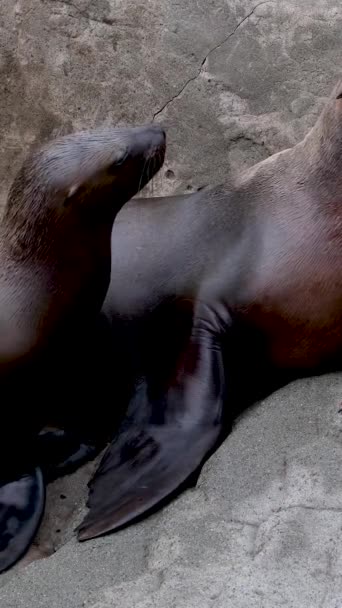 男性北部の毛皮のシール動物の健全な動物の轟音とビデオ 高品質4K映像 — ストック動画