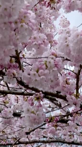 Toronto Ontario Kanada May Cherry Mekar Musim Semi Kampus Universitas — Stok Video