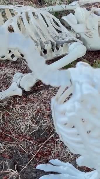 Skelet Mezarın Üzerinde Oturur Yerden Uzanan Ele Bakar Yanındaki Akbaba — Stok video