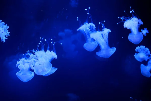 Powolny Ruch Lions Mane Jellyfish Cyanea Capillata Hair Jelly Amphipods — Zdjęcie stockowe