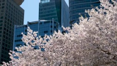 Kanada beyaz yelkenli yelkenlileri mavi Pasifik Okyanusu 'nun arka planındaki mavi dağlara karşı Vancouver Kanada' dan MÖ 2023