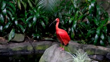 Kızıl ibis Eudocimus ruber, Threskiornithidae familyasından bir aynak türüdür. Tropikal Güney Amerika 'da ve Karayip Vancouver Akvaryumu' nun bir kısmında bulunur.