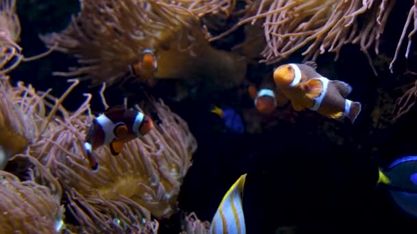Peixe Nadando Fundo Com Algas Belo Fundo Música Calmante Caindo — Vídeo de Stock