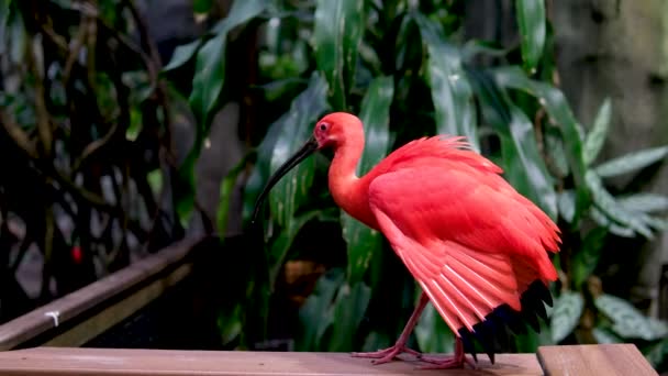 Scarlet Ibis Eudocimus Ruber Druh Ibis Ptačí Rodiny Threskiornithidae Obývá — Stock video