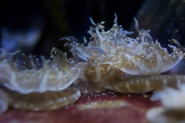 在水母的上方 仙人掌在沙底的海底游过 高质量的4K镜头 — 图库照片